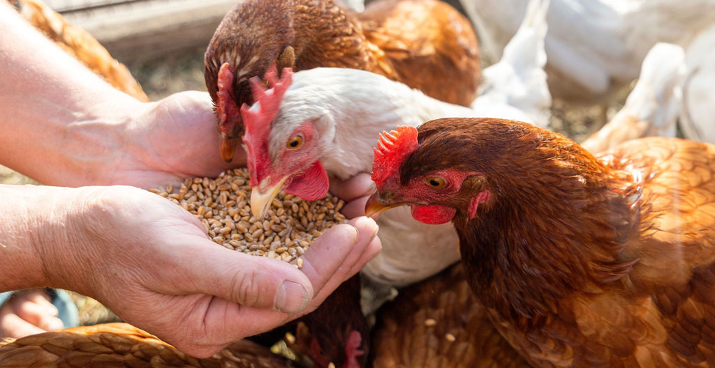 Variété d'aliments pour poules disposés sur surface en bois, ratio céréales protéines
