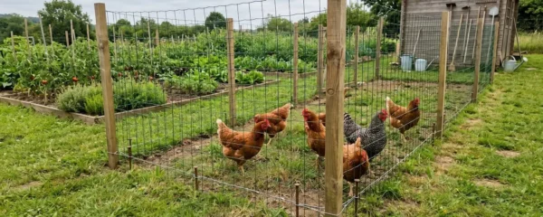 Enclos à poules sécurisé par un filet vert tendu sur piquets métalliques dans un jardin contemporain français